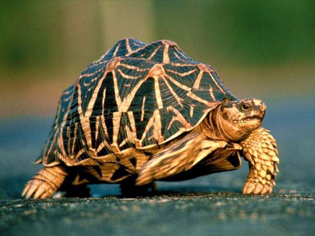 Все о черепахах в Иркутске | ЗооТом портал о животных