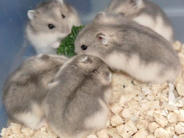 Породы хомяков | ЗооТом - продажа, вязка и услуги для животных в Иркутске