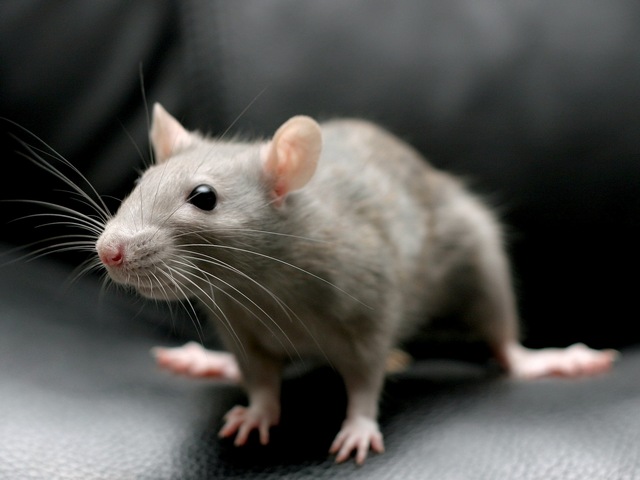 Все о крысах в Иркутске | ЗооТом портал о животных