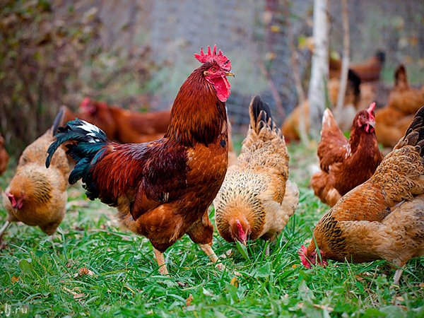 Породы куриц | ЗооТом - продажа, вязка и услуги для животных в Иркутске