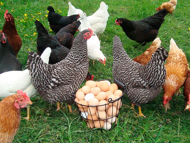 Содержание кур и уход за ними | ЗооТом - продажа, вязка и услуги для животных в Иркутске