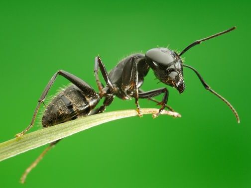 Все о муравьях в Иркутске | ЗооТом портал о животных