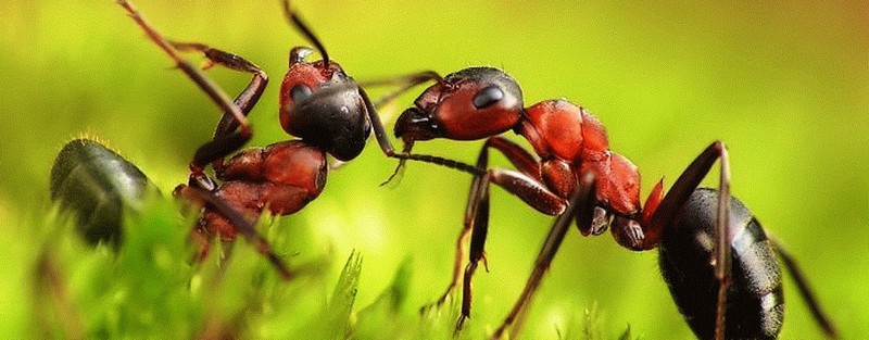 Все о муравьях в Иркутске | ЗооТом портал о животных