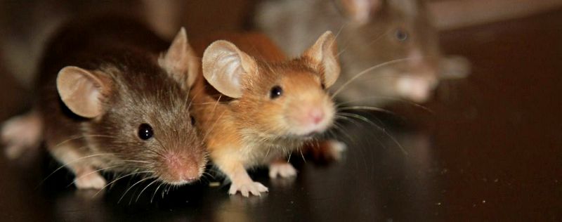 Все о мышах в Иркутске | ЗооТом - продажа, вязка и услуги для животных в Иркутске