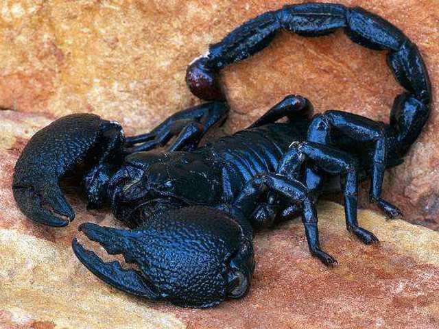 Все о скорпионах в Иркутске | ЗооТом портал о животных