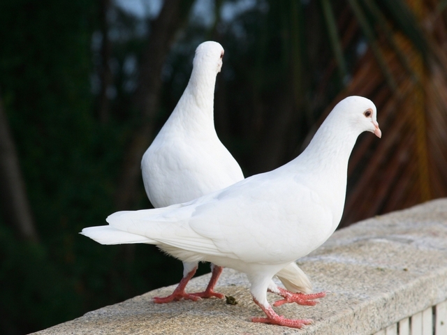 Все о голубях | ЗооТом - продажа, вязка и услуги для животных в Иркутске