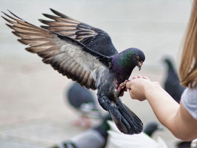 Все о голубях | ЗооТом - продажа, вязка и услуги для животных в Иркутске