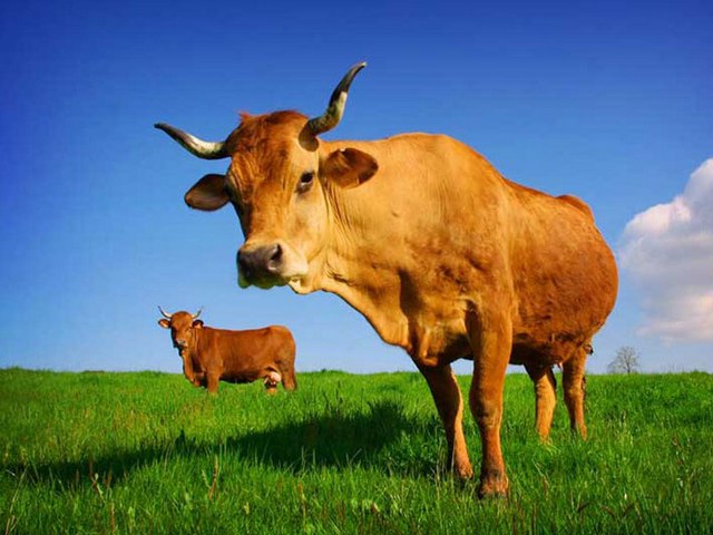 Все о коровах в Иркутске | ЗооТом портал о животных