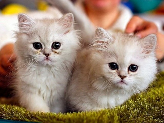 Породы кошек в Иркутске | ЗооТом портал о животных
