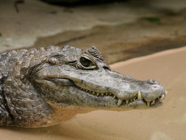 Все о крокодилах в Иркутске | ЗооТом портал о животных