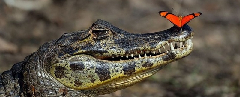 Все о крокодилах в Иркутске | ЗооТом портал о животных