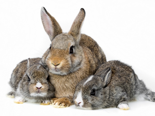 Все о кроликах в Иркутске | ЗооТом портал о животных