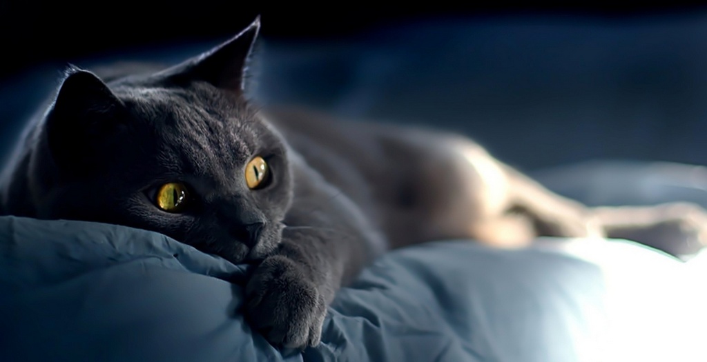 Объявления о кошках | ЗооТом - продажа, вязка и услуги для животных в Иркутске