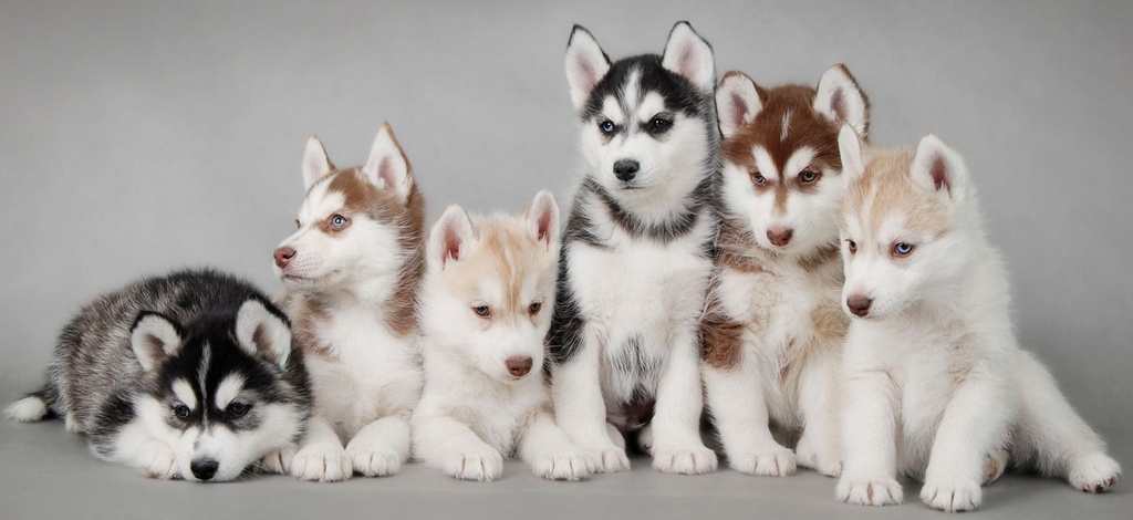 Объявления о собаках | ЗооТом - продажа, вязка и услуги для животных в Иркутске