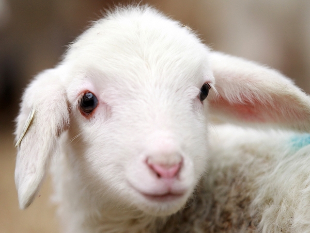Овцы и бараны в Иркутске | ЗооТом портал о животных