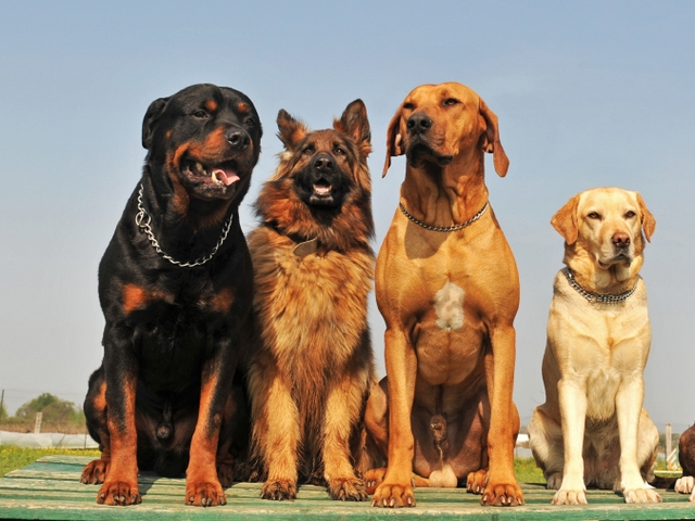 Крупные породы собак в Иркутске | ЗооТом портал о животных