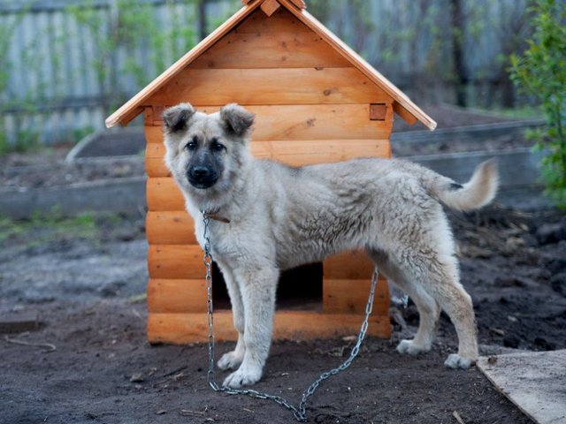 Все о собаках в Иркутске