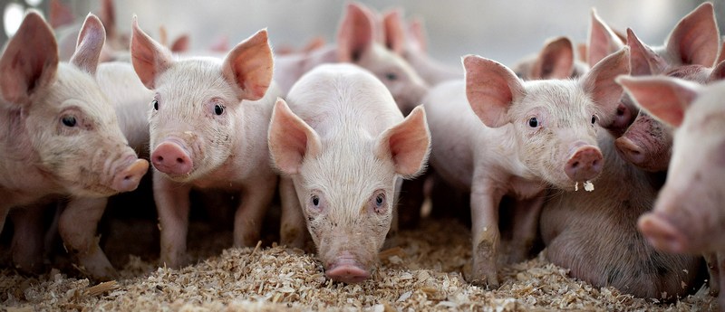 Все о свиньях в Иркутске | ЗооТом портал о животных
