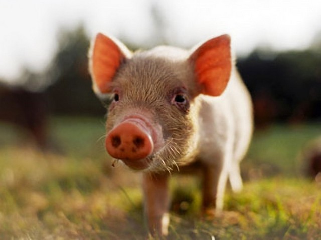 Все о свиньях в Иркутске | ЗооТом портал о животных